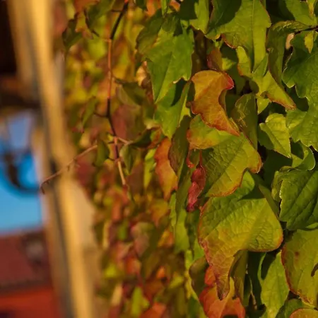 Gospodarstwo wiejskie San Pedro Orena